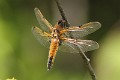 J01_2790 Libellula quadrimaculata